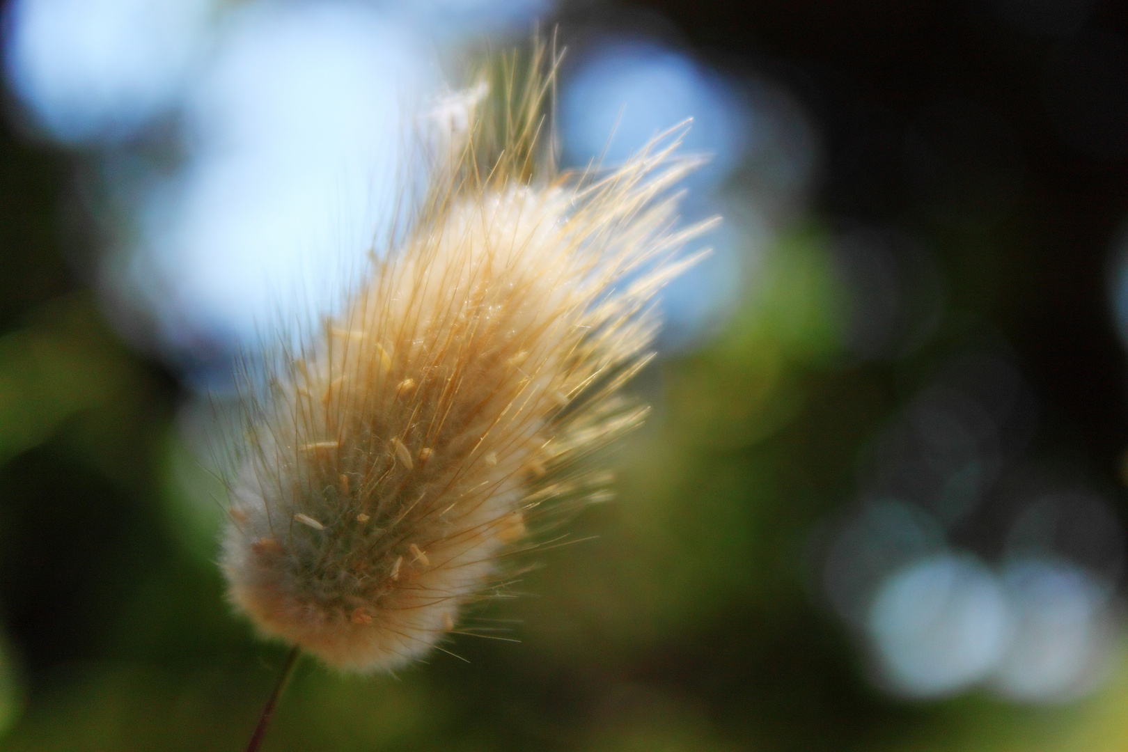 Seicht im Wind hin und her schwingen