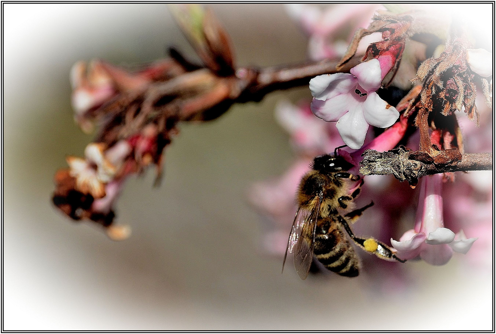 Seid mir gegrüßt ihr lieben Bienen ...