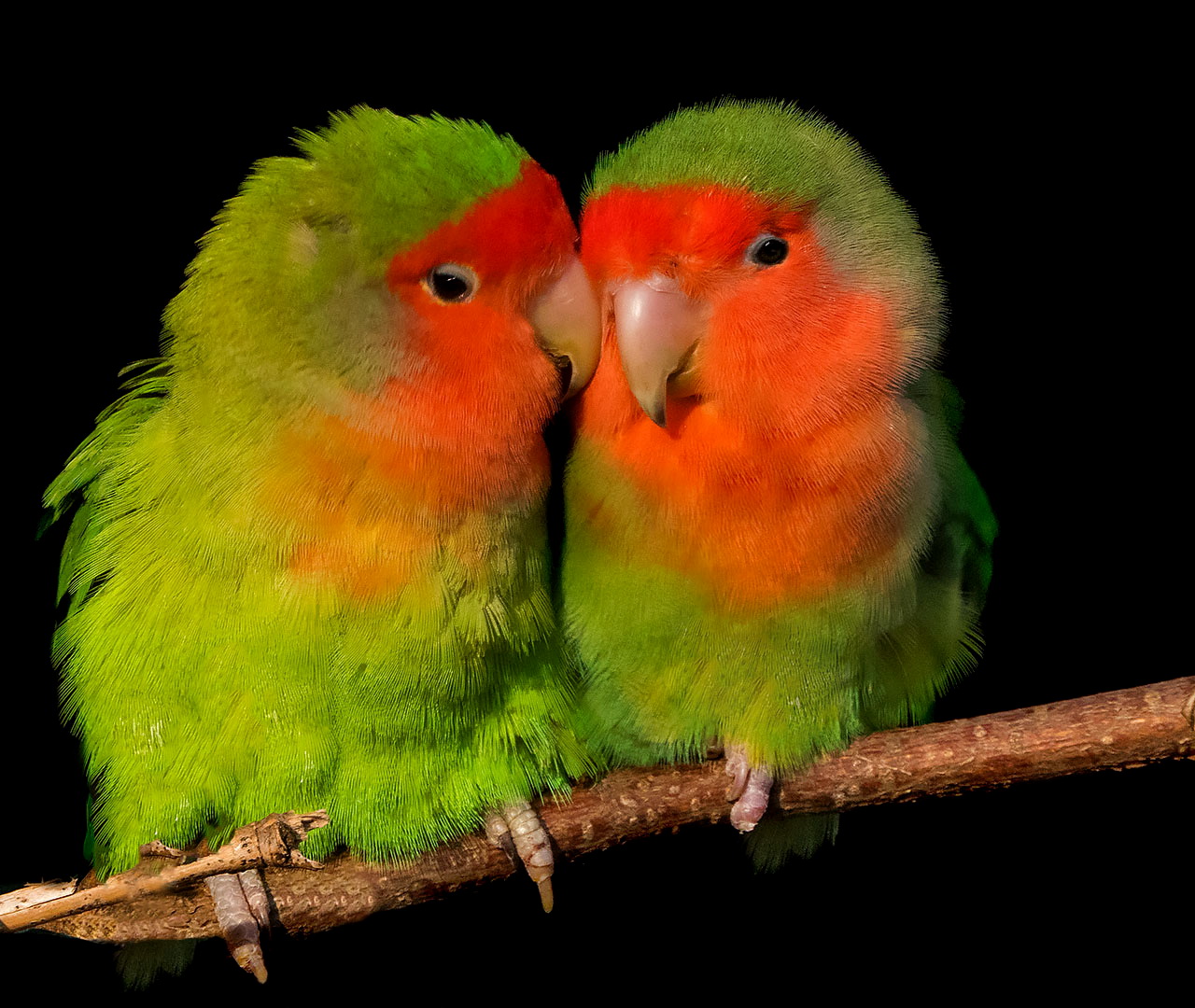 Seid nett zueinander Foto & Bild natur, farbe, portrait Bilder auf