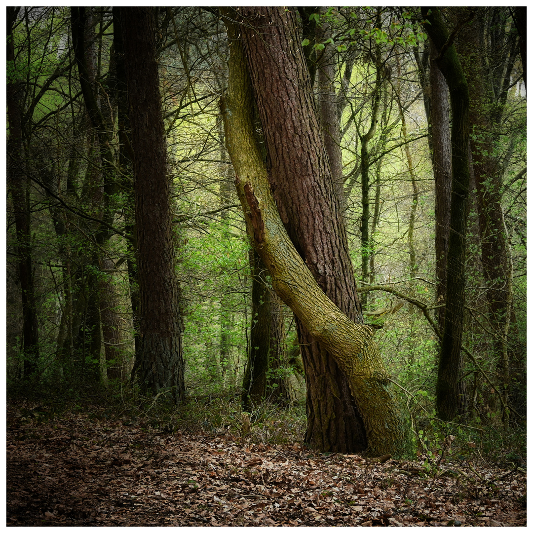 Seid umschlungen Foto & Bild pflanzen, pilze & flechten, landschaft