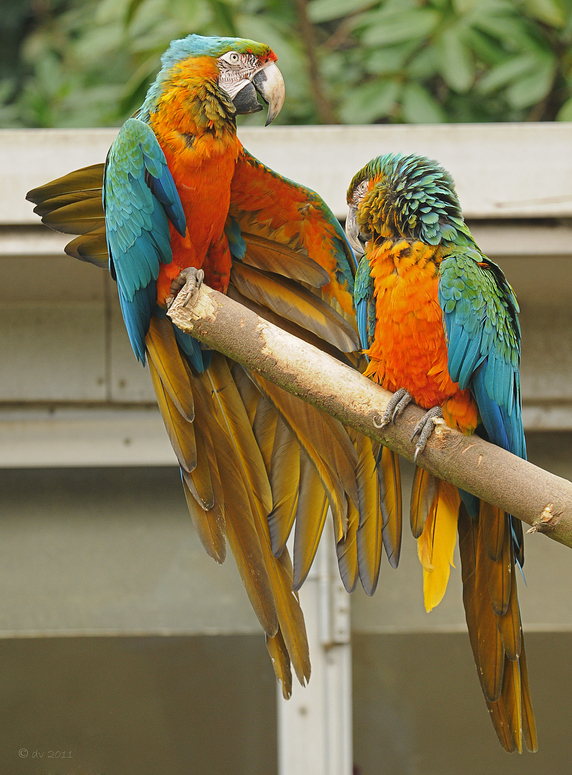 Seid umschlungen Millionen Foto & Bild tiere, zoo, wildpark