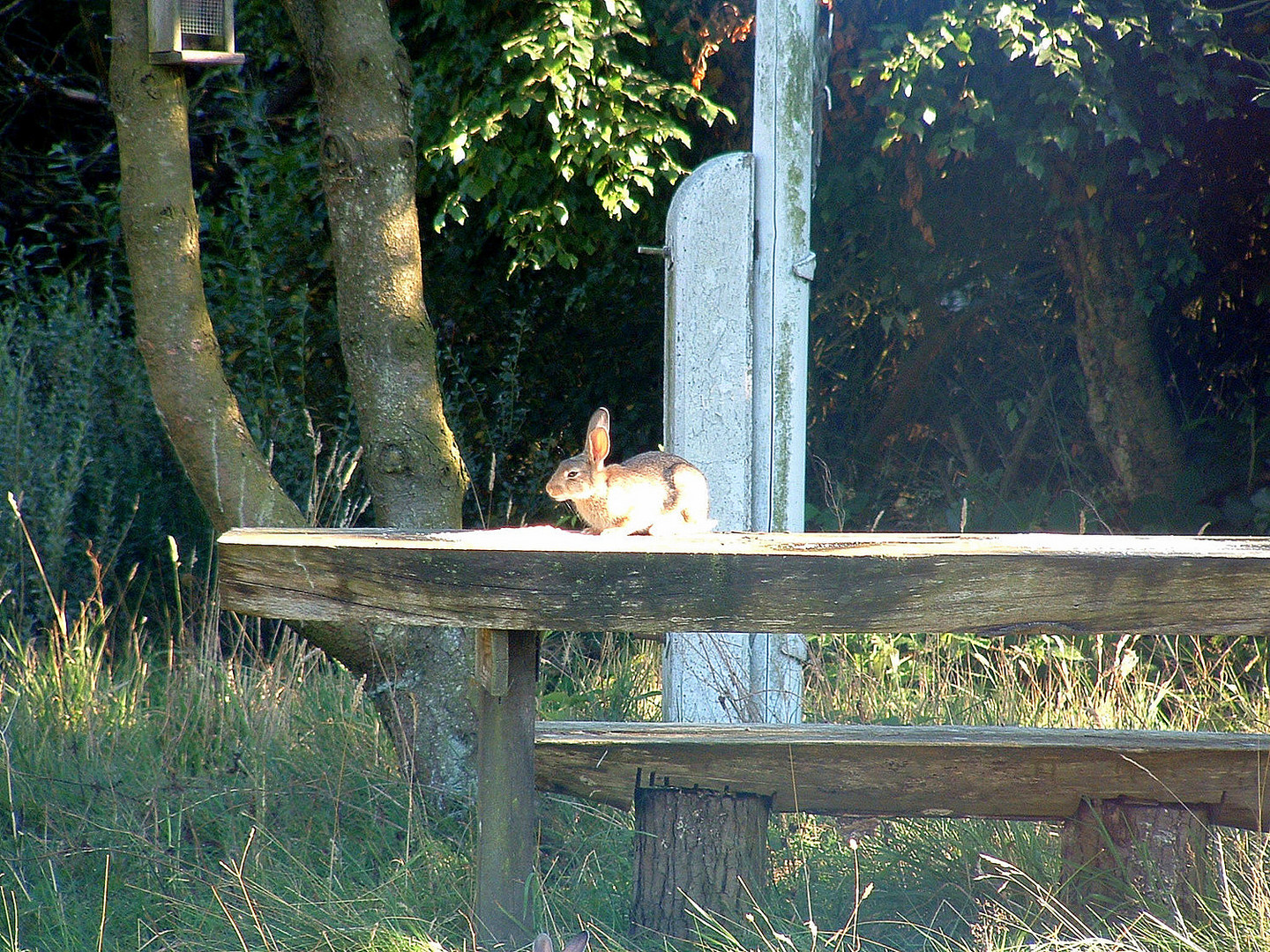 seid wann klettern Kaninchen??