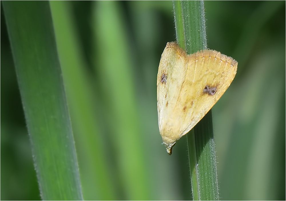  Seide im Gras