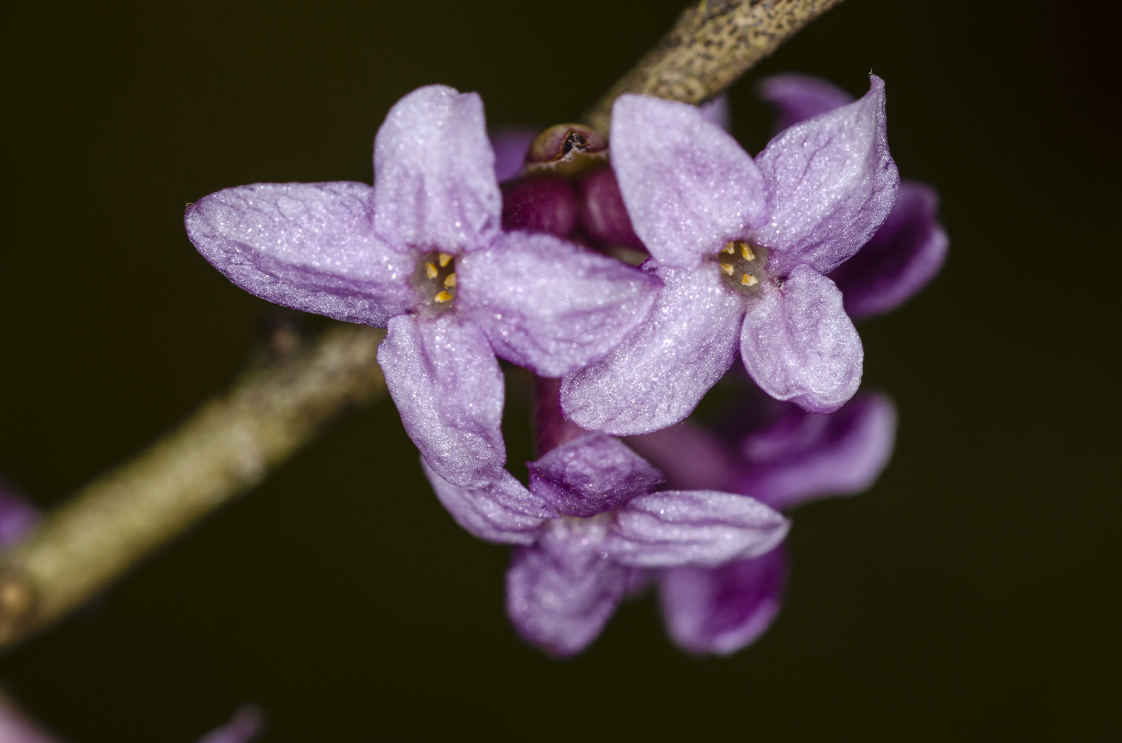 Seidelbast (Daphne mezereum)