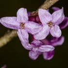 Seidelbast (Daphne mezereum)