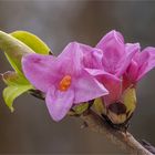 Seidelbast (Daphne mezereum)