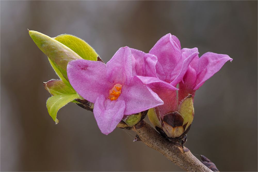 Seidelbast (Daphne mezereum)