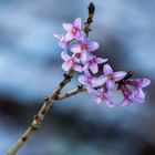 Seidelbast (Daphne mezereum)