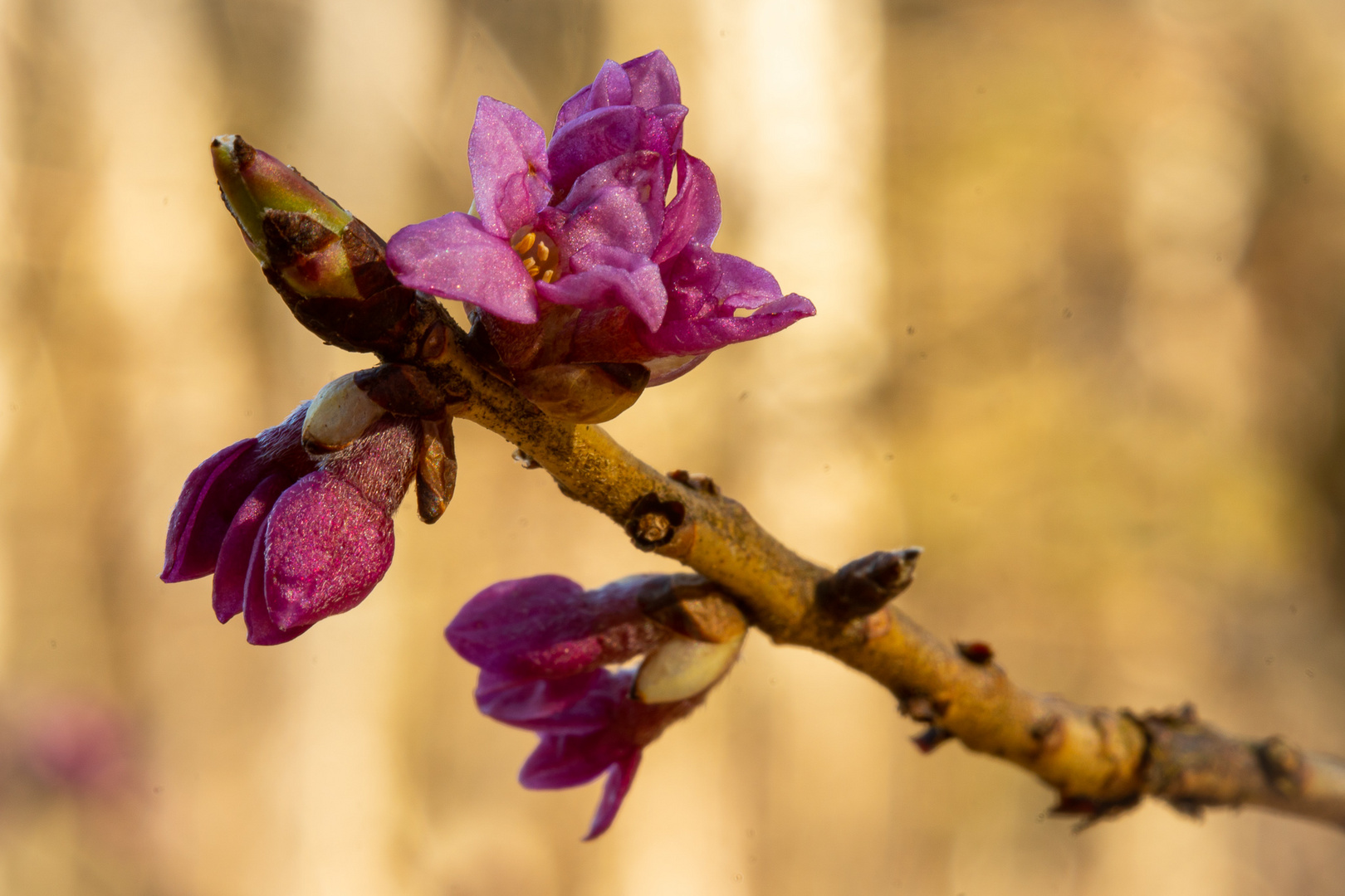 Seidelbast Daphne mezereum 