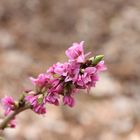 - Seidelbast (Daphne mezereum) -