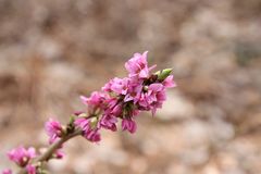 - Seidelbast (Daphne mezereum) -