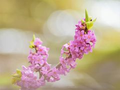 Seidelbast (Daphne mezereum)