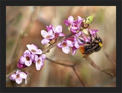 Seidelbast mit Hummel