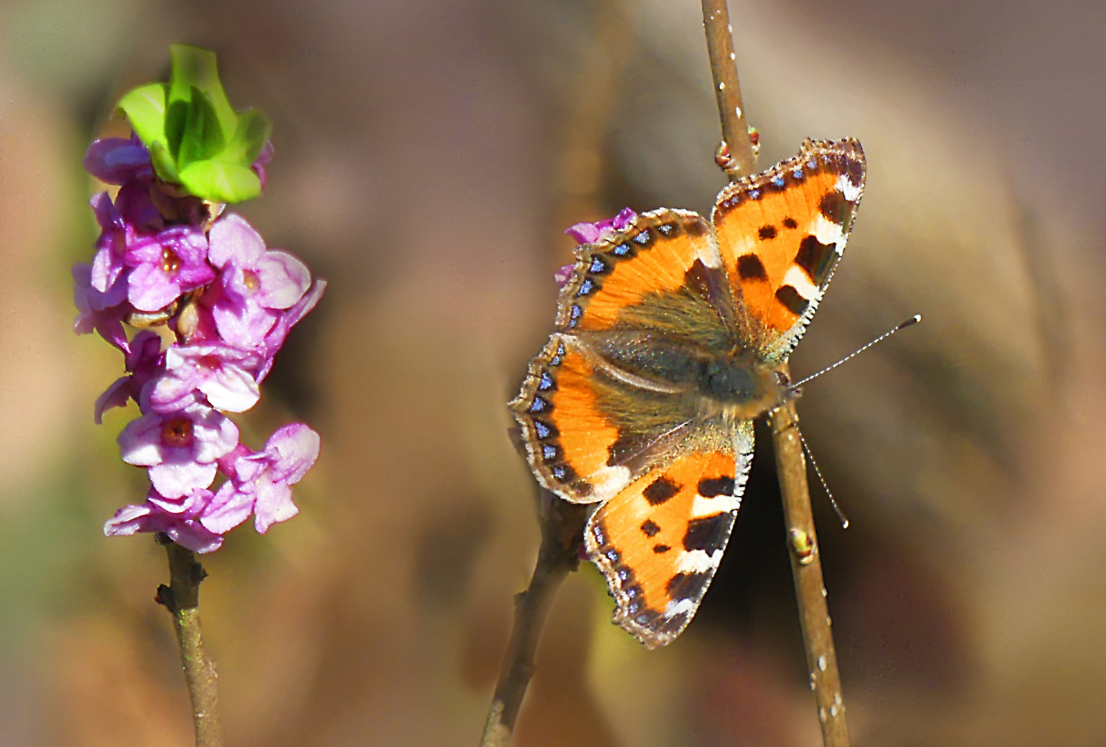 Seidelbast und erster Schmetterling
