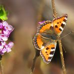 Seidelbast und erster Schmetterling