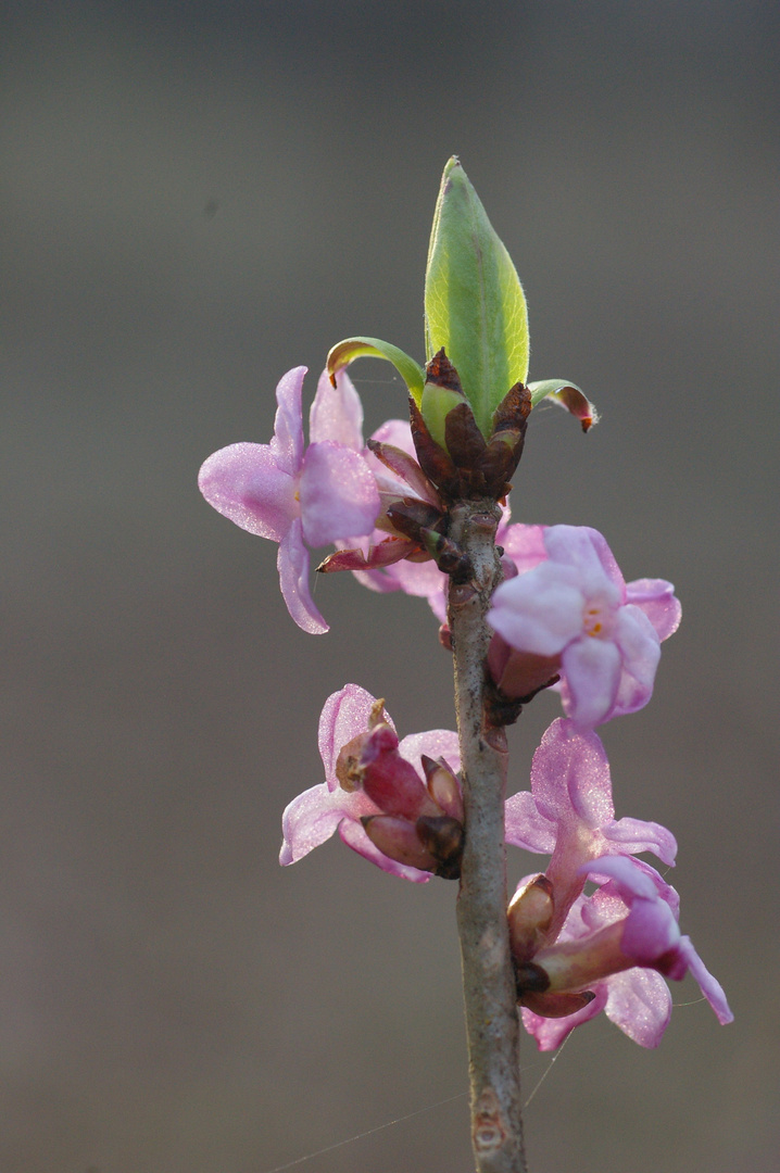 Seidelbastblüte