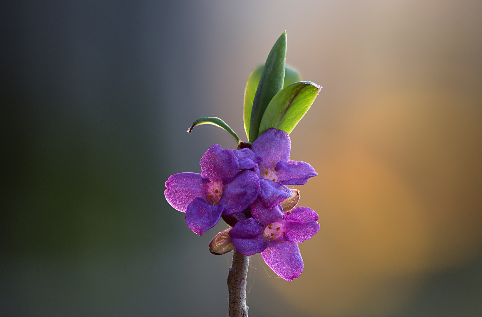 Seidelbastblüten im Licht der Abendsonne