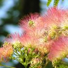 Seiden-oder Schlafbaum Blüten