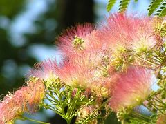Seiden-oder Schlafbaum Blüten