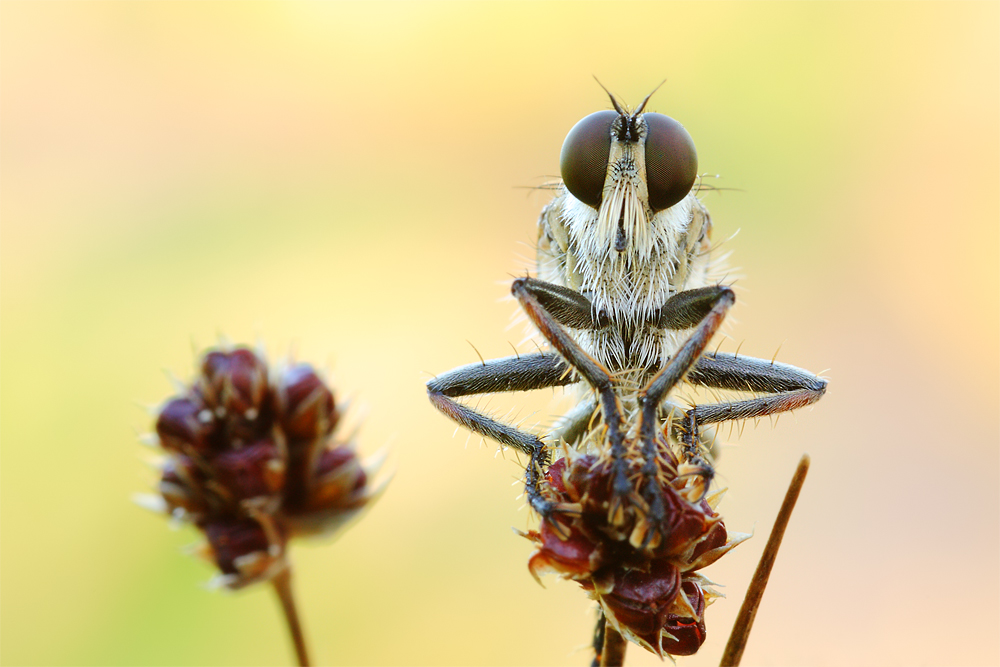 Seiden-Raubfliege ( Machimus arthriticus) - Männlich