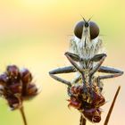 Seiden-Raubfliege ( Machimus arthriticus) - Männlich