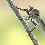 Seiden-Raubfliege ( Machimus arthriticus) - Weiblich