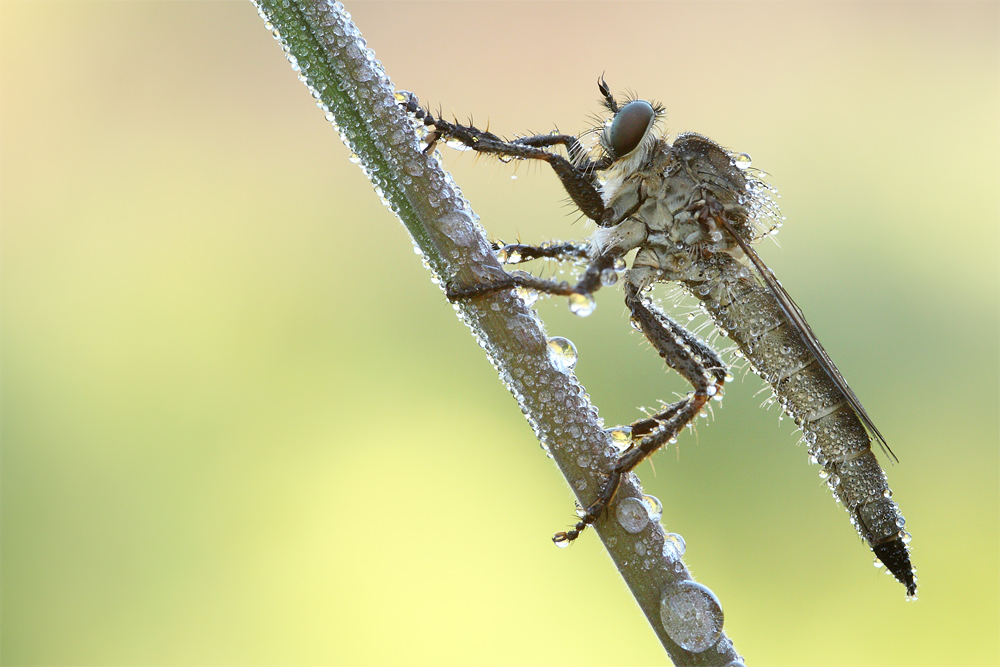 Seiden-Raubfliege ( Machimus arthriticus) - Weiblich