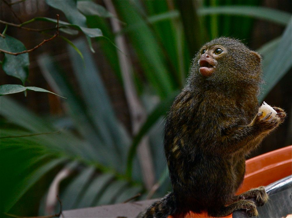 Seidenäffchen Foto & Bild tiere, zoo, wildpark & falknerei