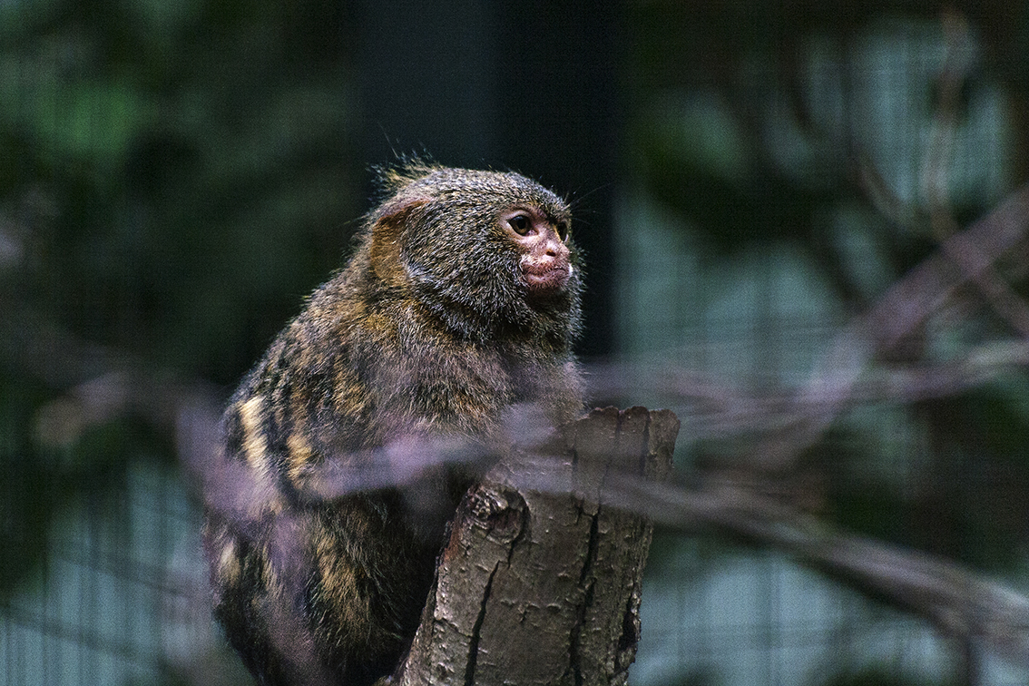 Seidenäffchen