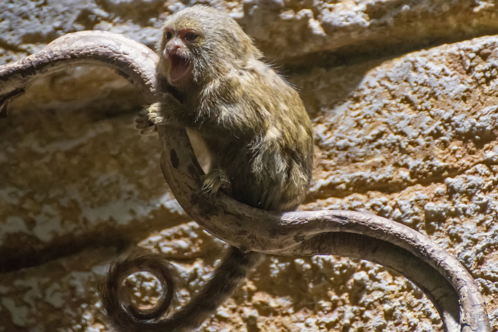 Seidenäffchen Foto & Bild natur, zoo, tiere Bilder auf