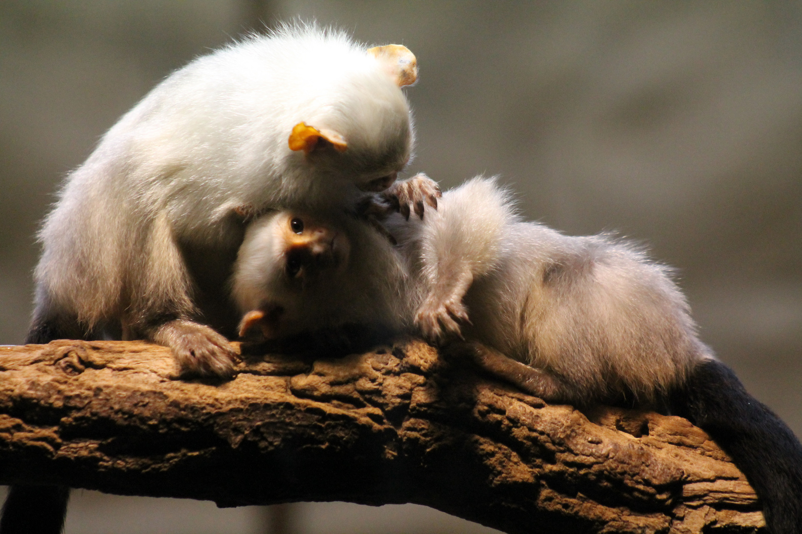 Seidenäffchen beim kuscheln