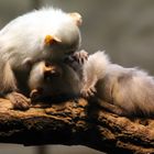 Seidenäffchen beim kuscheln