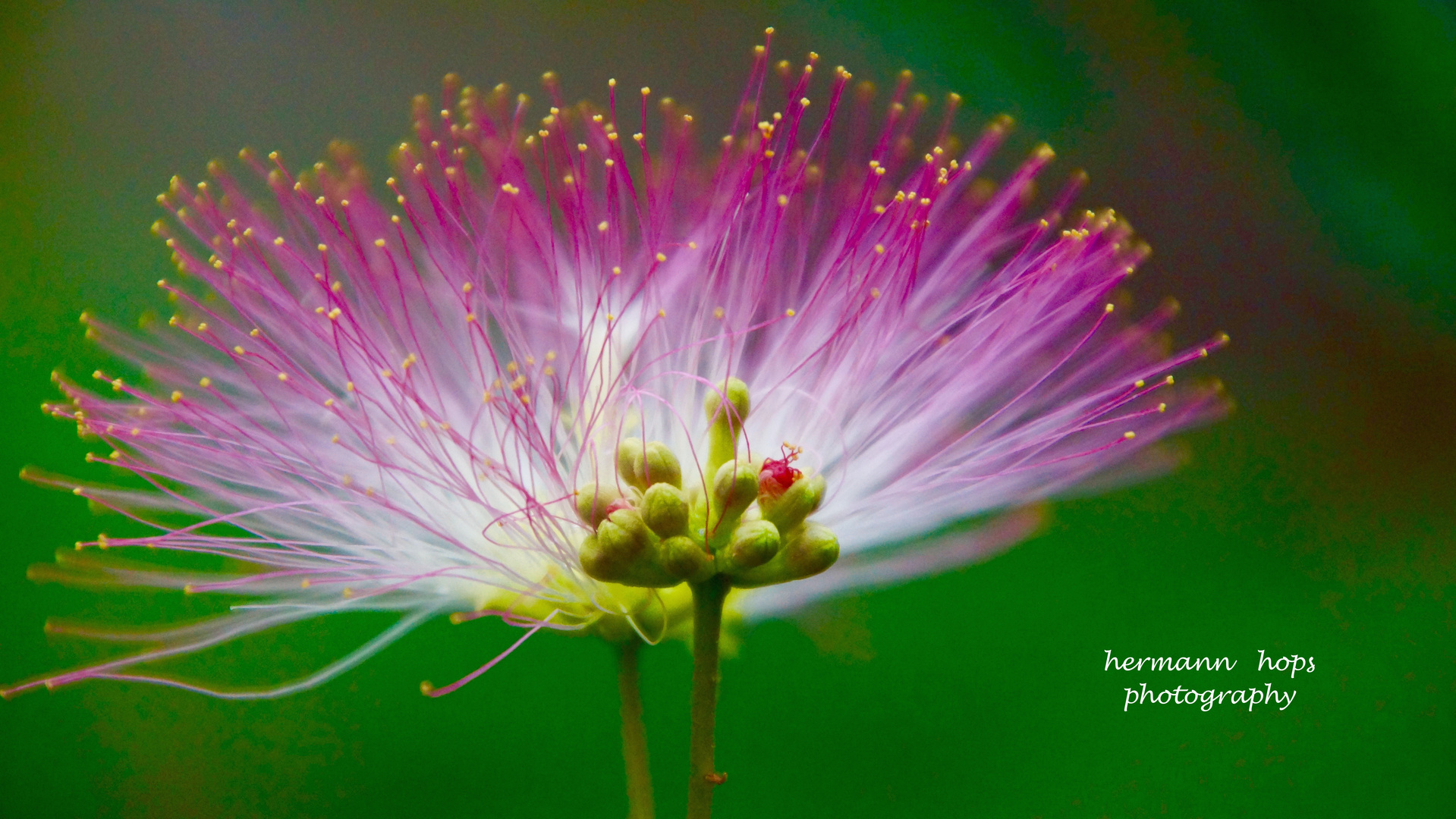 Seidenakazie - Albizia julibrissin