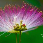 Seidenakazie - Albizia julibrissin