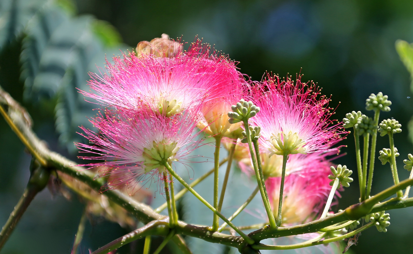 Seidenakazie - Albizia julibrissin