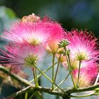 Seidenakazie - Albizia julibrissin