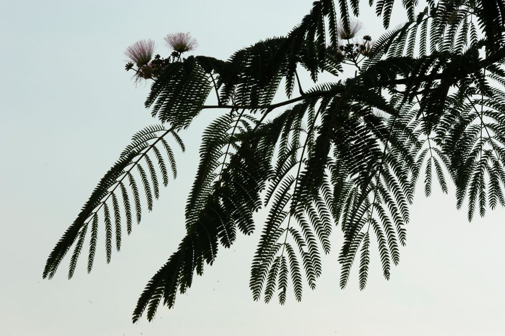 Seidenakazie im Arboretum in Ellerhoop III