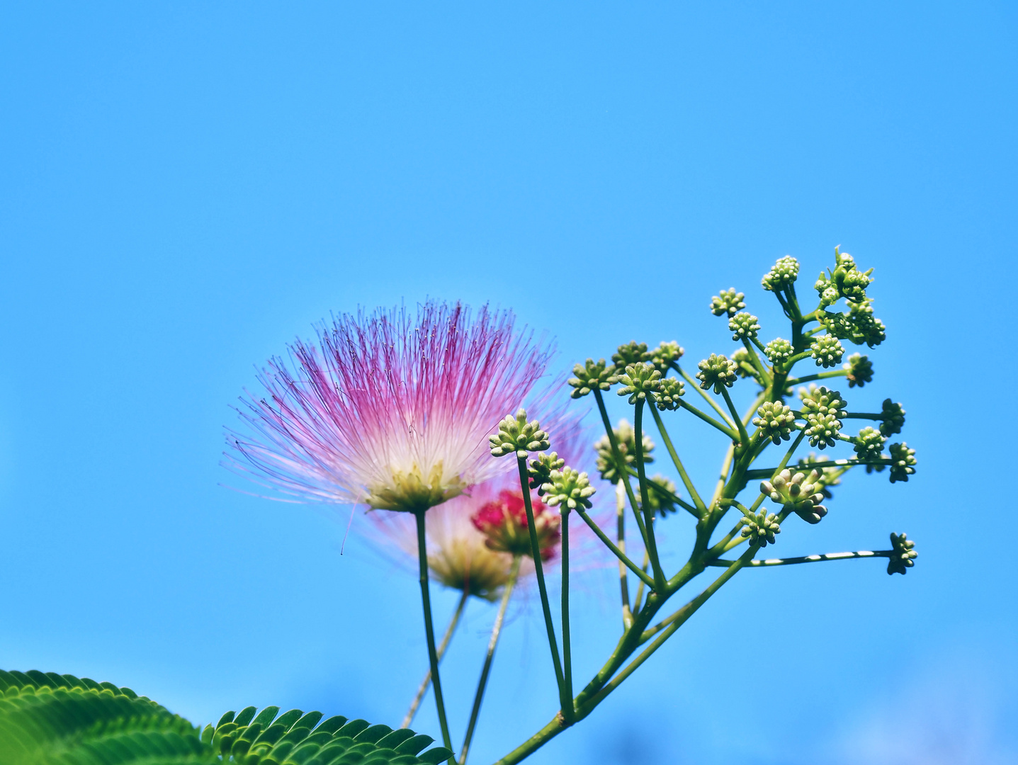 Seidenakazie vor blauem Himmel