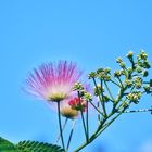 Seidenakazie vor blauem Himmel