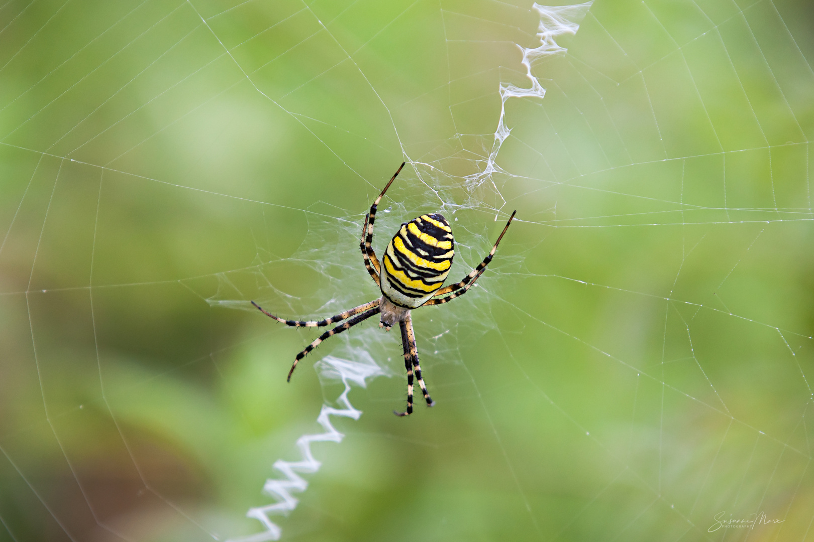 Seidenbandspinne