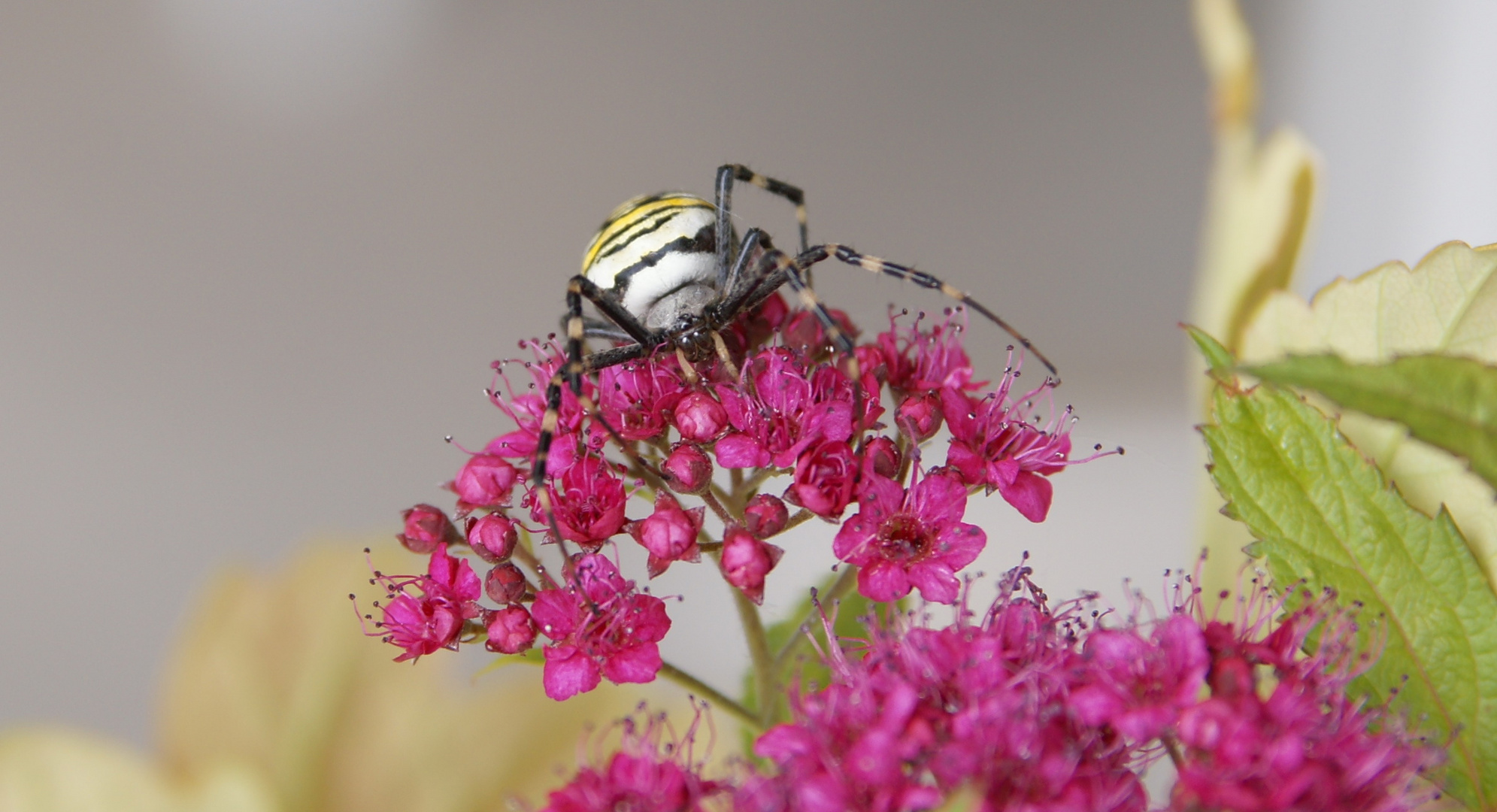 Seidenbandspinne,Zebraspinne, Tigerspinne ,Wespenspinne