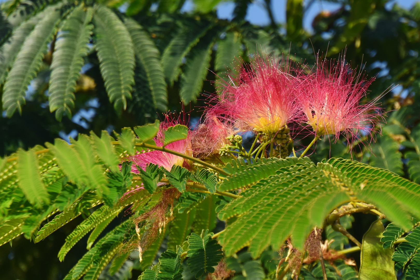 Seidenbaum (Albizia julibrissin)