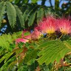 Seidenbaum (Albizia julibrissin)