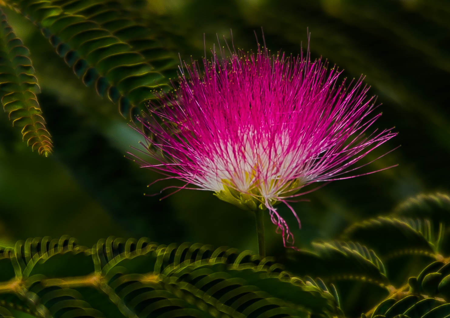 Seidenbaum ( Albizia julibrissin )