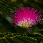 Seidenbaum ( Albizia julibrissin )