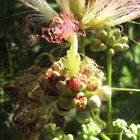 Seidenbaum (Albizia julibrissin)