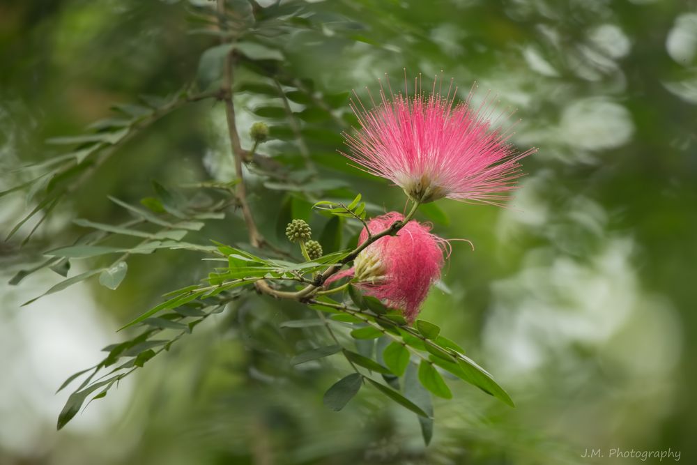 Seidenbaum (Albizia julibrissin) 