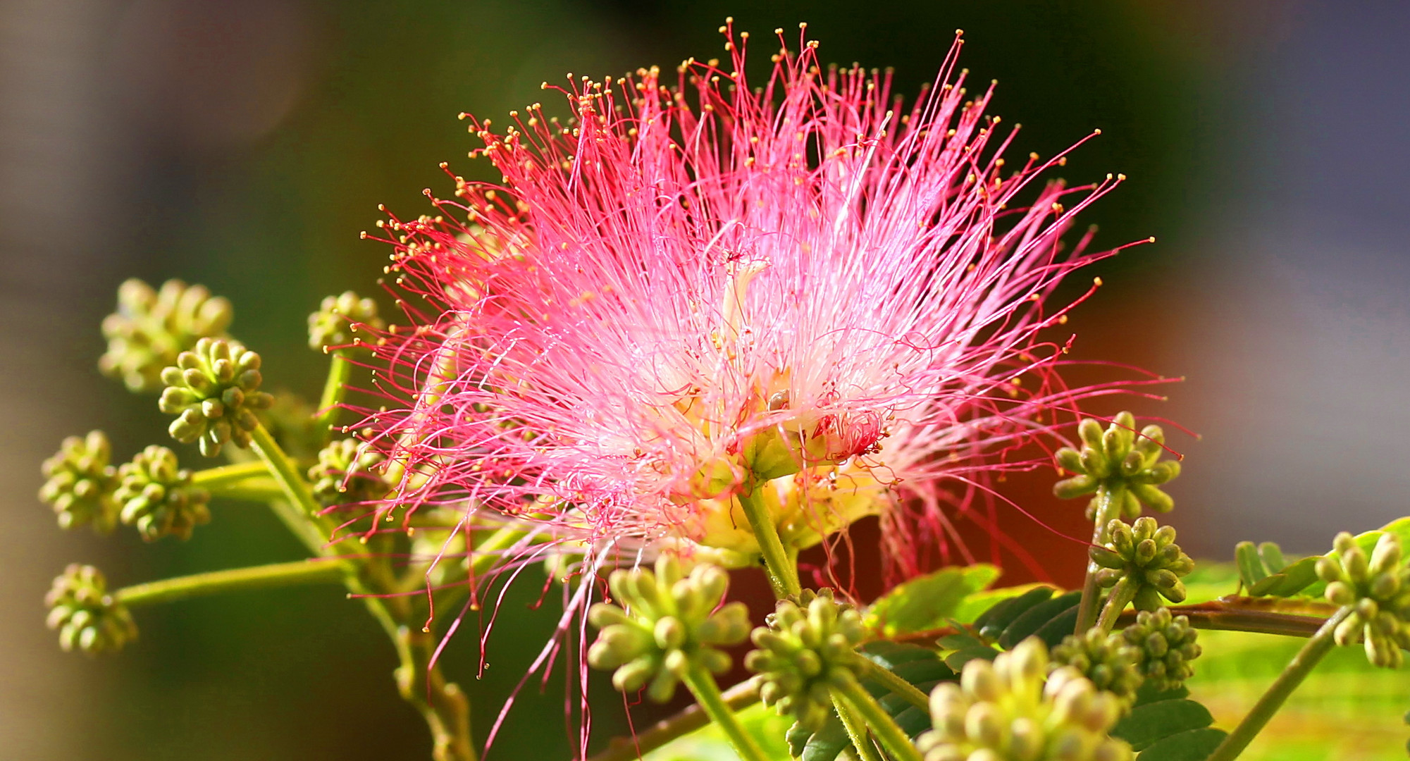 Seidenbaum-Blüte