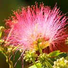Seidenbaum-Blüte