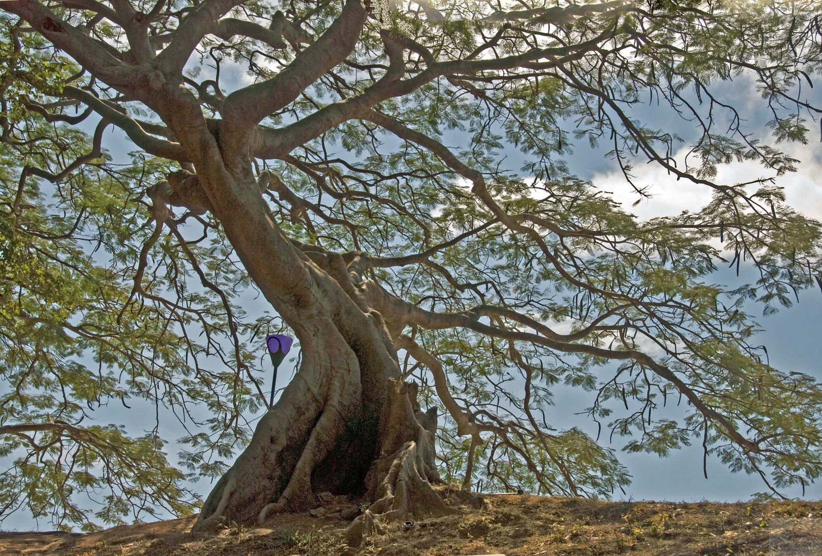 Seidenbaum im Park, Bengaluru, Indien